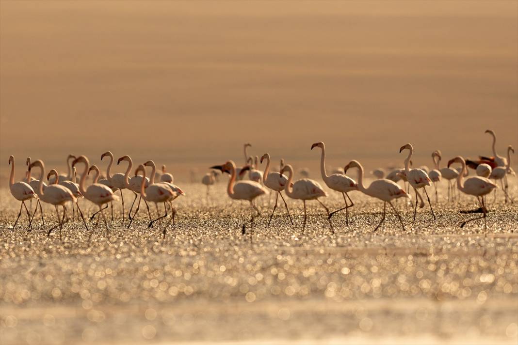 Konya’nın flamingo cenneti! 180 türe ev sahipliği yapıyor, görsel şölen sunuyor 18